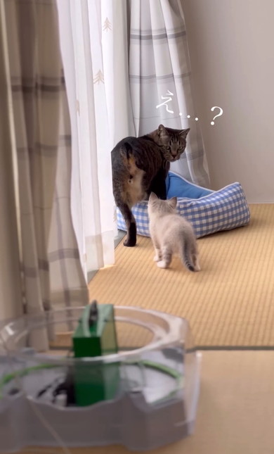 兄猫の大事なところをタッチする子猫
