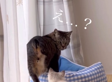 兄猫の大事なところをタッチする子猫