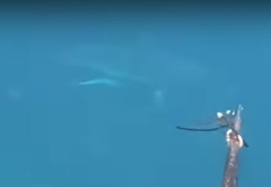 海でサメに遭遇