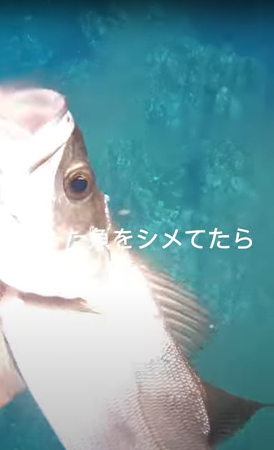 海でサメに遭遇