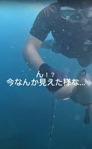 海でサメに遭遇