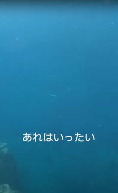 海でサメに遭遇