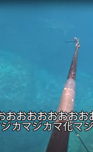 海でサメに遭遇