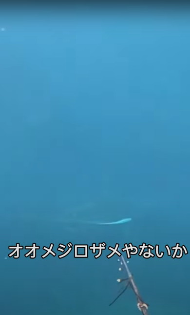 海でサメに遭遇