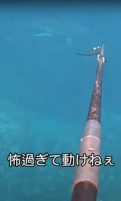 海でサメに遭遇