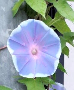 朝顔の写真
