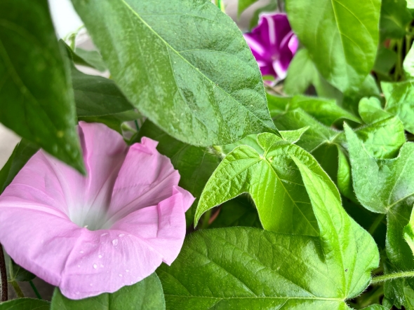 朝顔の写真