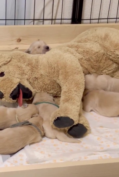 ぬいぐるみに群がるワンコの赤ちゃん