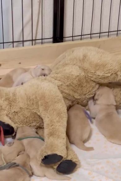 ぬいぐるみに群がるワンコの赤ちゃん