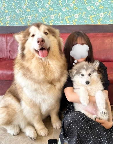 2カ月前のワンコたち