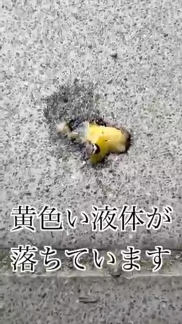 黄色い液体が落ちています