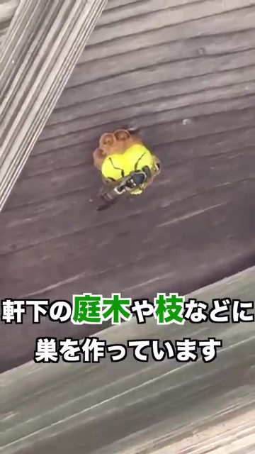 軒下の庭木や枝に