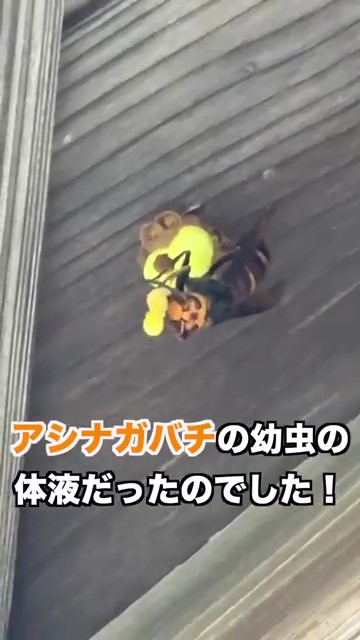 アシナガバチの幼虫の体液