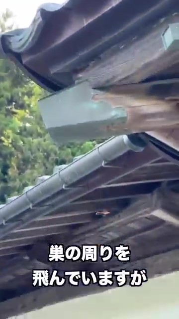 巣の周りを飛んでいますが