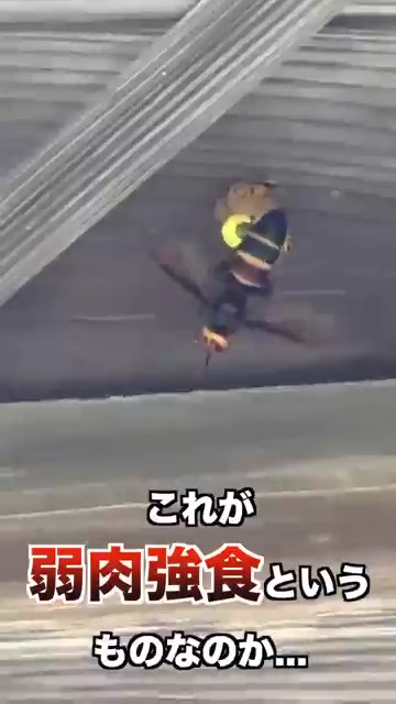 これが弱肉強食