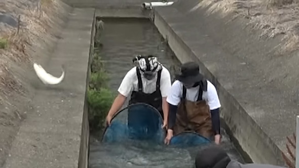 打ちあがったボラ