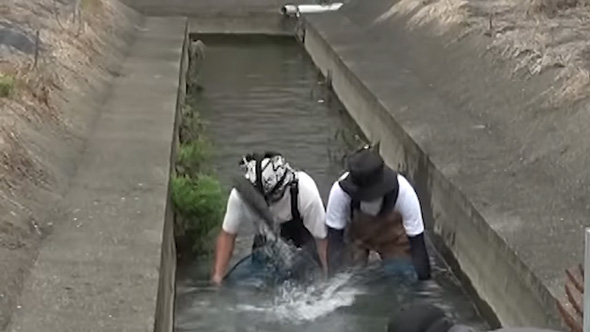 ボラが顔に激突するシーン