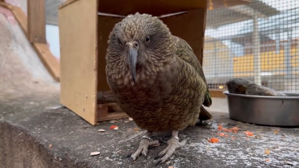 話し掛けられるミヤマオウム