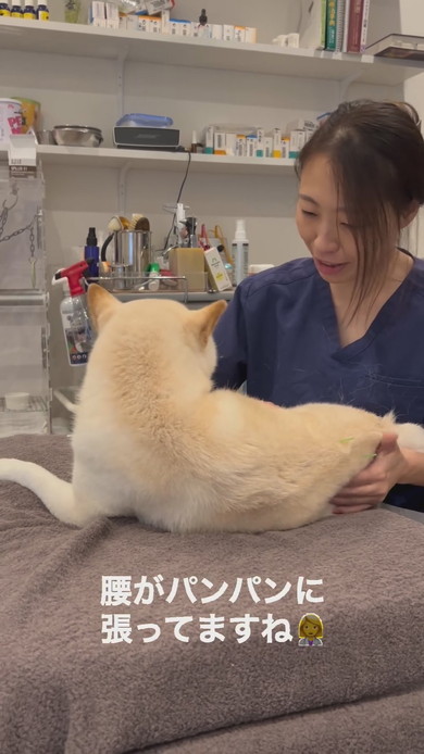 はり治療を受ける白柴ワンコ