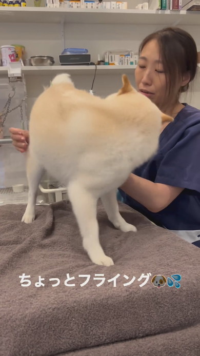 はり治療を受ける白柴ワンコ