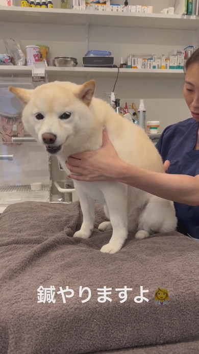はり治療を受ける白柴ワンコ