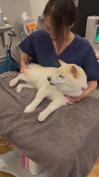 はり治療を受ける白柴ワンコ