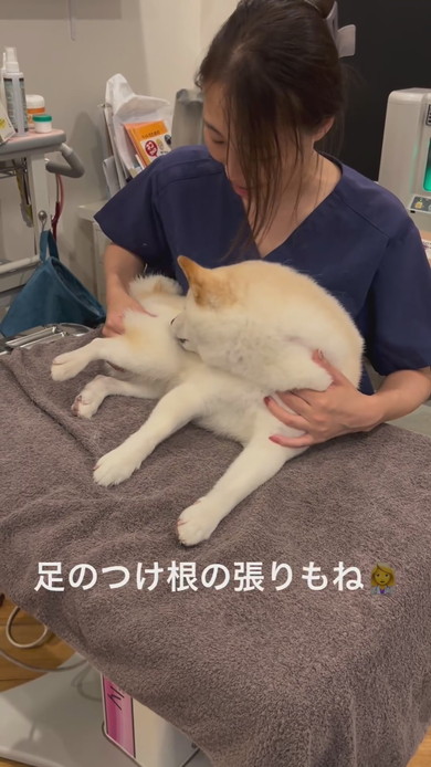 はり治療を受ける白柴ワンコ
