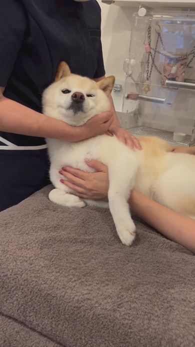 はり治療を受ける白柴ワンコ