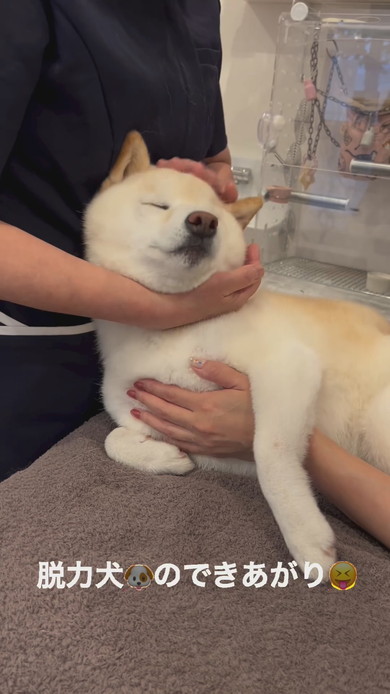 はり治療を受ける白柴ワンコ