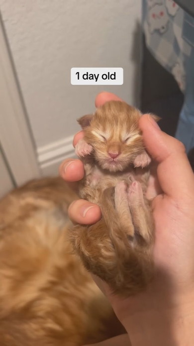 生後1日目のメインクーンの猫ちゃん