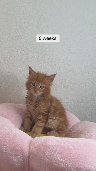 生後6周目のメインクーンの猫ちゃん