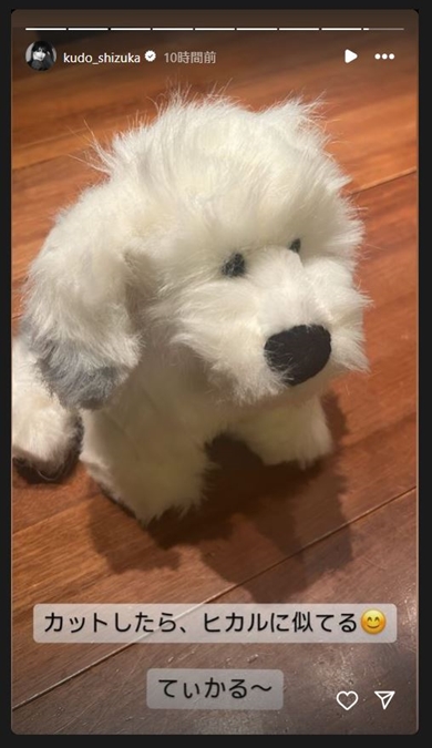 工藤静香の愛犬のぬいぐるみ