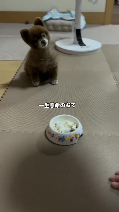 短い前足を一生懸命に上げてお手をするポメラニアン