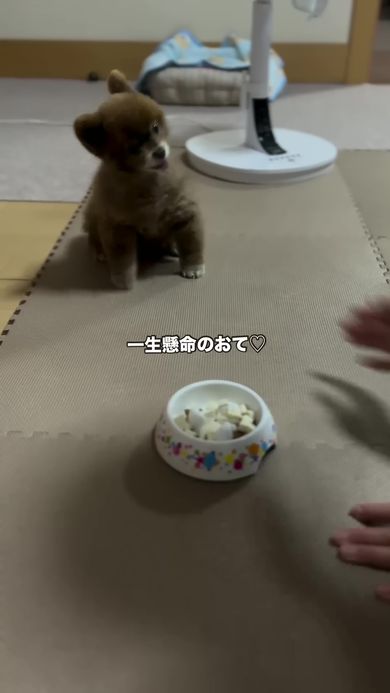 飼い主の手に気付きお手の体勢に入るポメラニアン