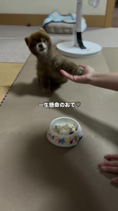 大きく上げた左前足を飼い主の手に乗せて全力のお手をしたポメラニアン