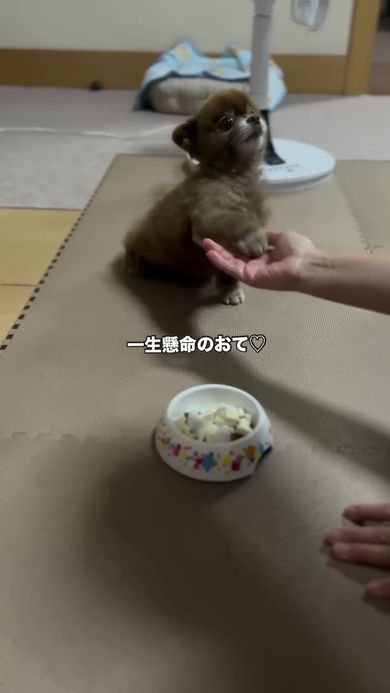 大きく上げた右前足を飼い主の手に乗せて全力のお手をしたポメラニアン