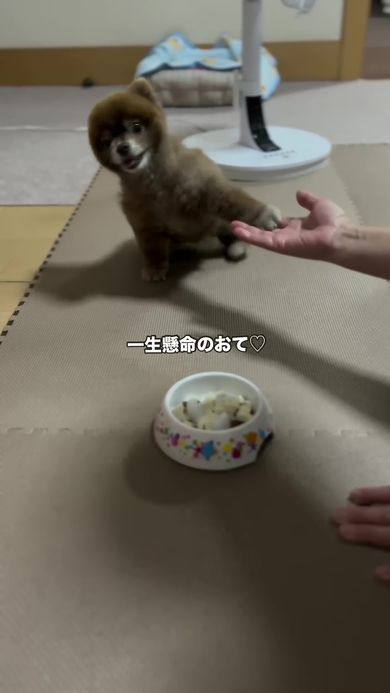 短い左前足を伸ばして再びお手をするポメラニアン