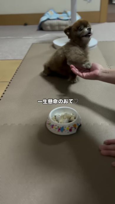 短い右前足を伸ばして再びお手をするポメラニアン