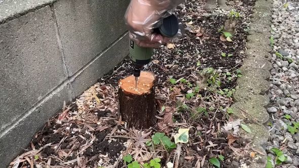 切り株にドリルで穴を開ける