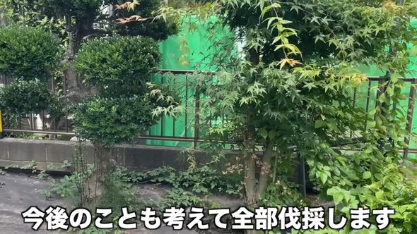 伐採対象のイヌツゲとモミジ