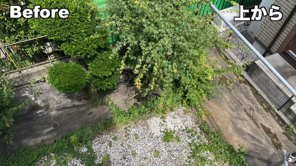 イヌツゲとモミジを伐採する前の上からの光景