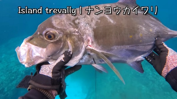 魚突きで捕まえたナンヨウカイワリ