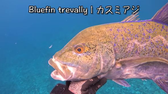 魚突きで捕まえたカスミアジ