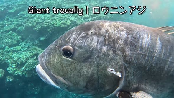 逃亡の末に捕まえられたロウニンアジ