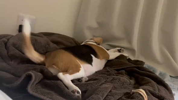 犬 ワンコ 夢の中 尻尾 激しい 動く 大暴れ ビーグル