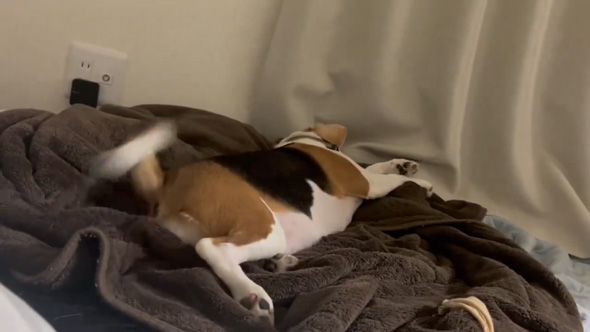 犬 ワンコ 夢の中 尻尾 激しい 動く 大暴れ ビーグル