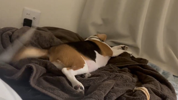 犬 ワンコ 夢の中 尻尾 激しい 動く 大暴れ ビーグル