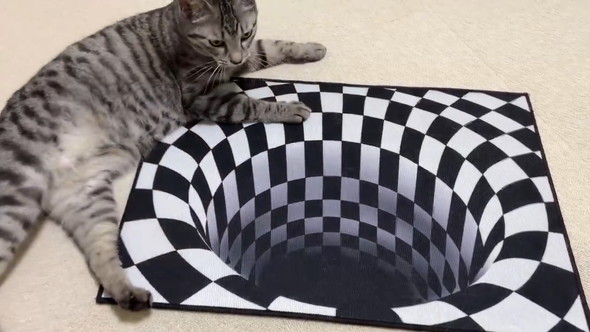 だまし絵の落とし穴を見つめる猫ちゃん