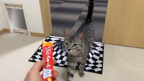 だまし絵の落とし穴を見つめる猫ちゃん