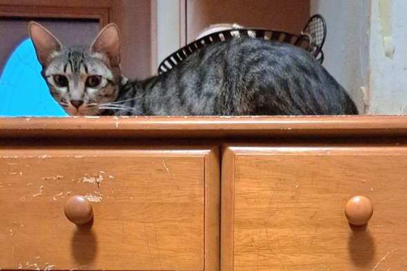 爪研ぎにされたタンスと猫ちゃん